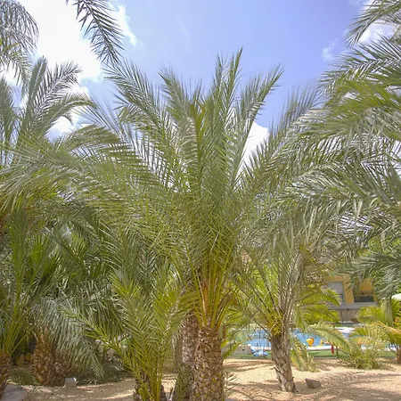 El Palmeral De Madaria