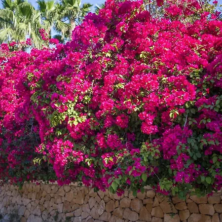 El Palmeral De Madaria * Alicante