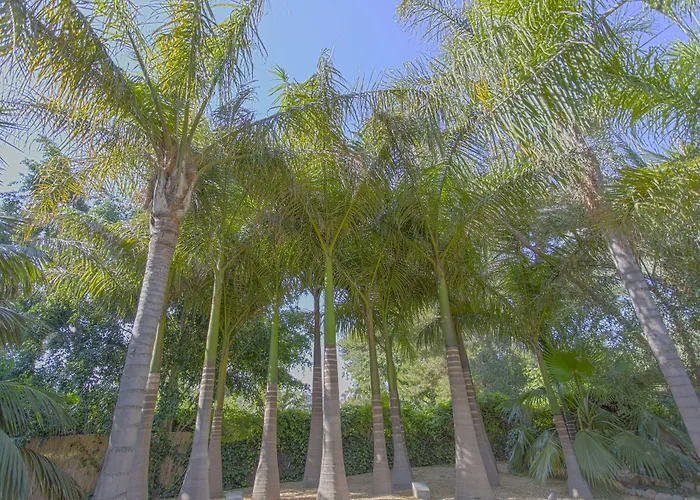El Palmeral De Madaria Alicante